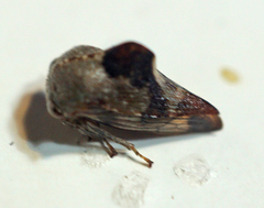 Telamona decorata