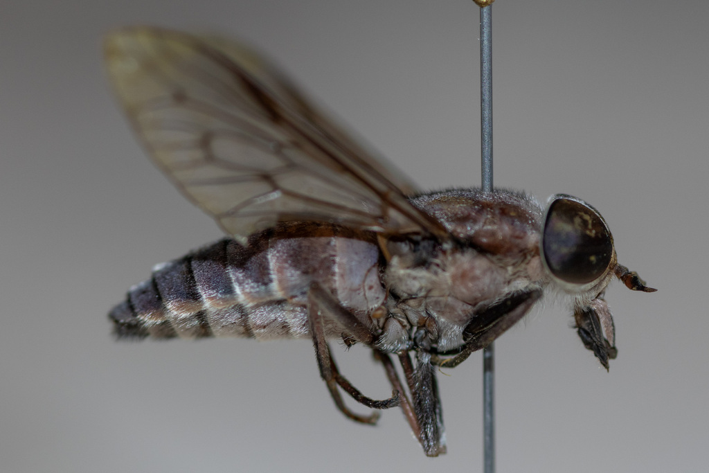 Tabanus rufofrater