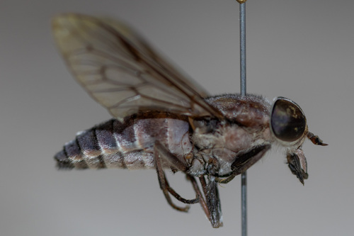 Tabanus rufofrater
