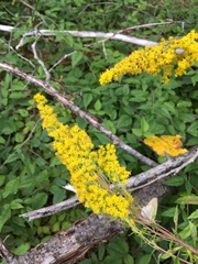 Solidago lepida salebrosa