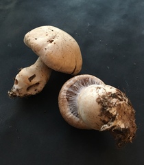 Cortinarius firmus