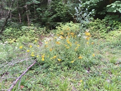 Solidago lepida salebrosa