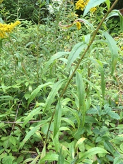 Solidago lepida salebrosa