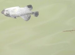 Canthidermis maculata