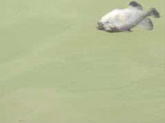 Canthidermis maculata