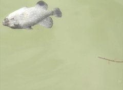 Canthidermis maculata