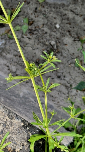 Image of Galium spurium by (c) Анна Митрошенкова, some rights reserved (CC BY)