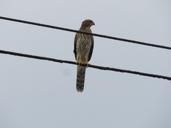 Accipiter cooperii