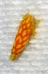 Eratoneura comoides