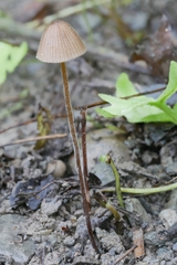 Conocybe moseri