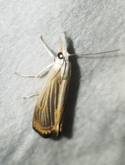 Parapediasia decorellus