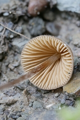 Conocybe moseri