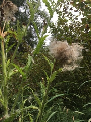 Cirsium brevistylum