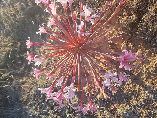 Brunsvigia bosmaniae