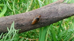 Latiblattella tarasca