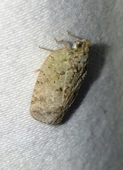 Flatoidinus punctatus