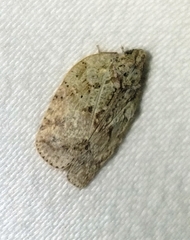 Flatoidinus punctatus