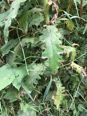 Cirsium brevistylum