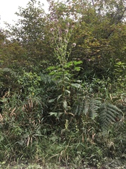 Cirsium brevistylum