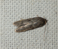 Blastobasis phycidella