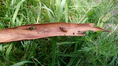 Latiblattella tarasca