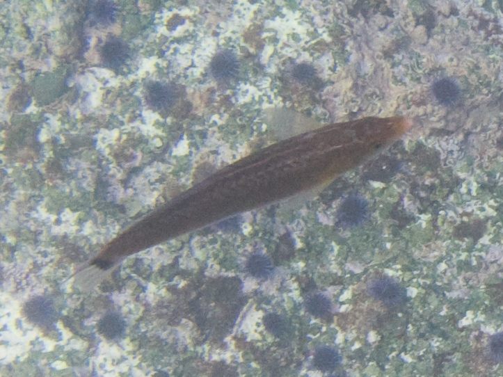 Señorita Wrasse