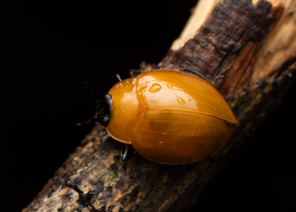 Strongylosomus capitatus