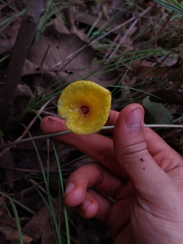 Holostylis