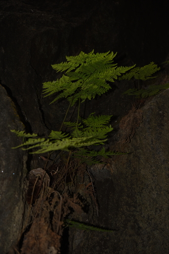 Hypodematium crenatum iNat (1)