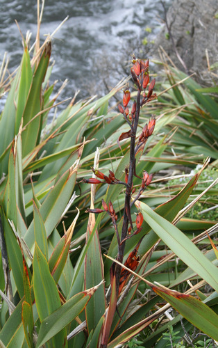 Phormium tenax