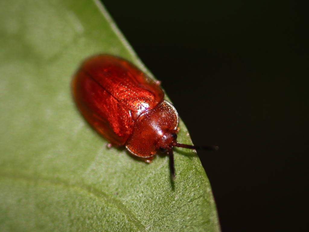 Pseudimatidium