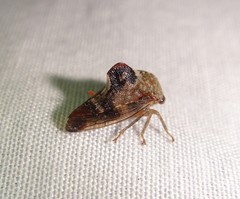 Telamona decorata