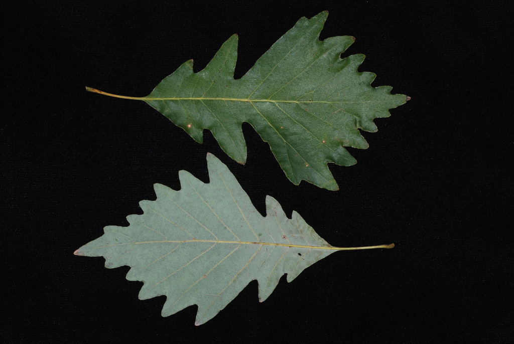 Deam's Oak