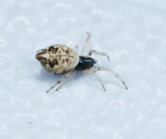 Cyclosa turbinata