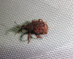 Conotrachelus posticatus