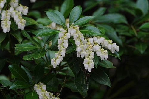 Image of Pieris japonica by (c) WATANABE Hitoshi 渡辺仁, some rights reserved (CC BY)