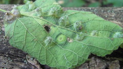 Pachypsylla celtidisumbilicus