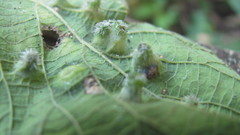 Pachypsylla celtidisumbilicus