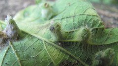 Pachypsylla celtidisumbilicus