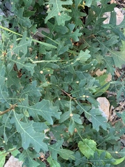 Xanthoteras eburneum