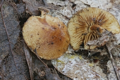 Pleuroflammula multifolia