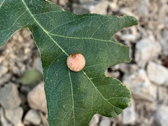 Xanthoteras eburneum