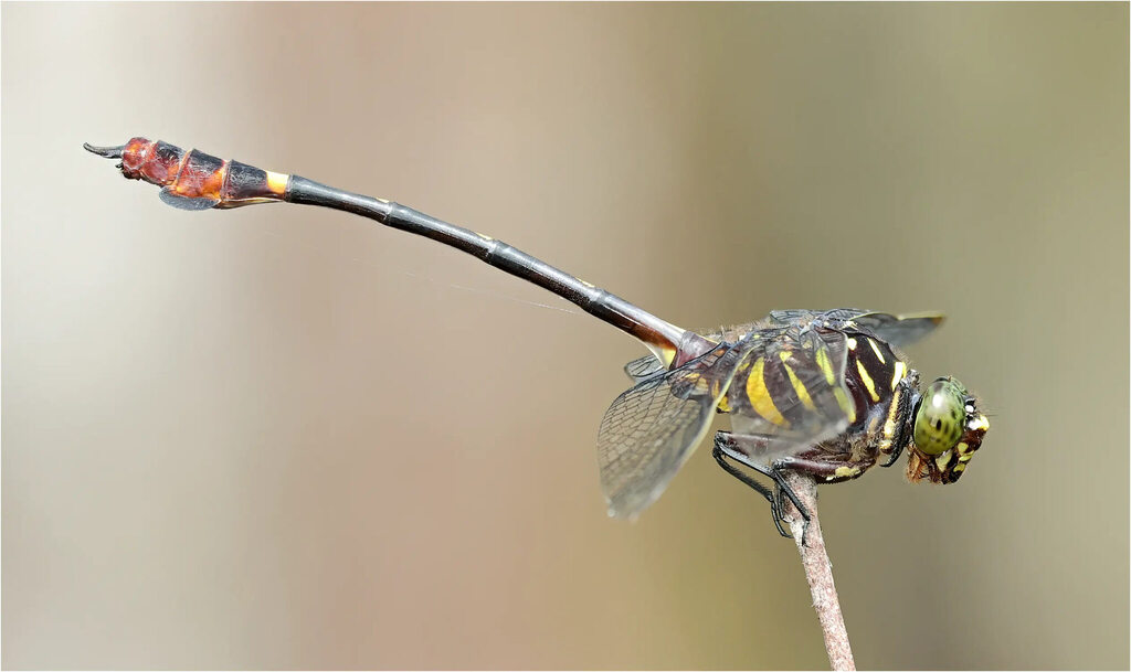 Ictinogomphus acutus