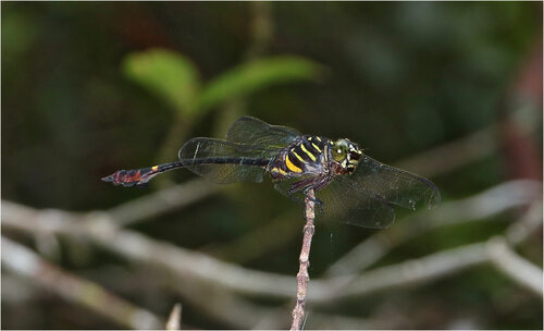 Ictinogomphus acutus