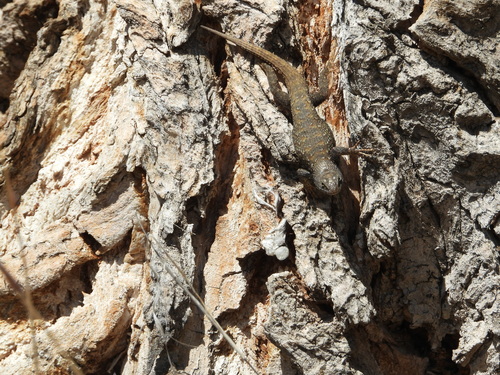 Prairie Lizard, Las Animas County, CO, USA, photo 9 of 10