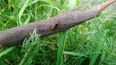 Latiblattella tarasca