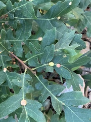 Xanthoteras eburneum