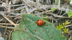 Harmonia octomaculata