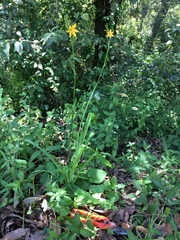 Echeandia flavescens
