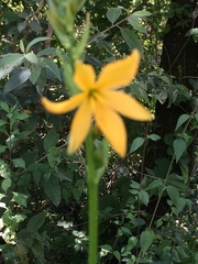 Echeandia flavescens